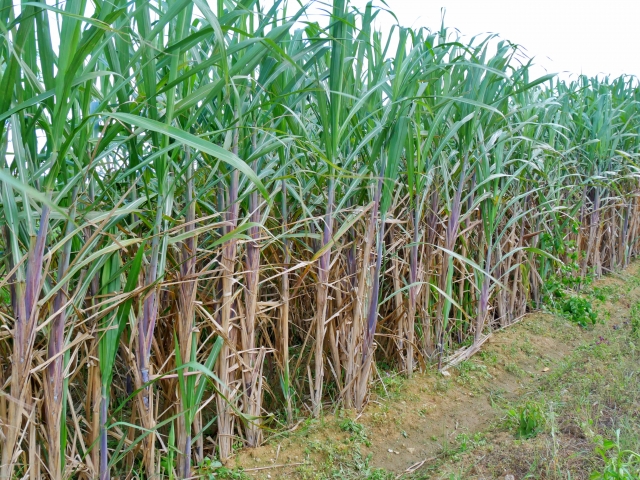 バイオ燃料とは？日本の最新政策とSAFの動向をわかりやすく解説【2026年版】